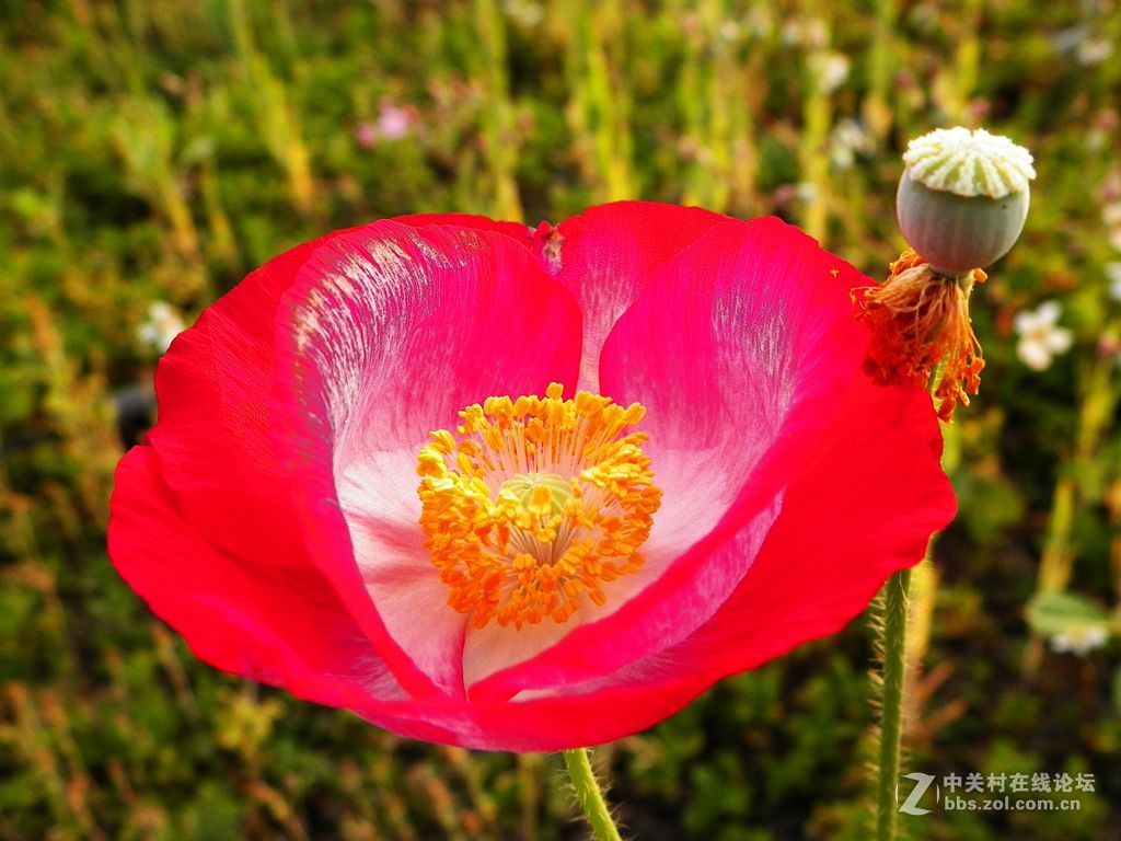 老柯的关门弟子——z5010