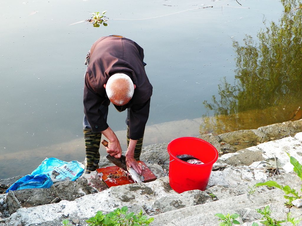 老柯的关门弟子——z5010