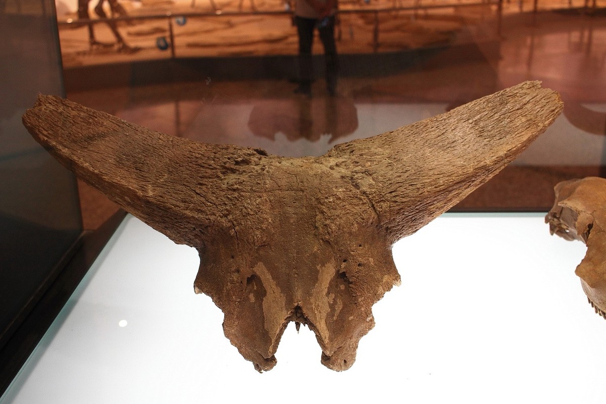 冰河巨兽猛犸象披毛犀动物群标本展