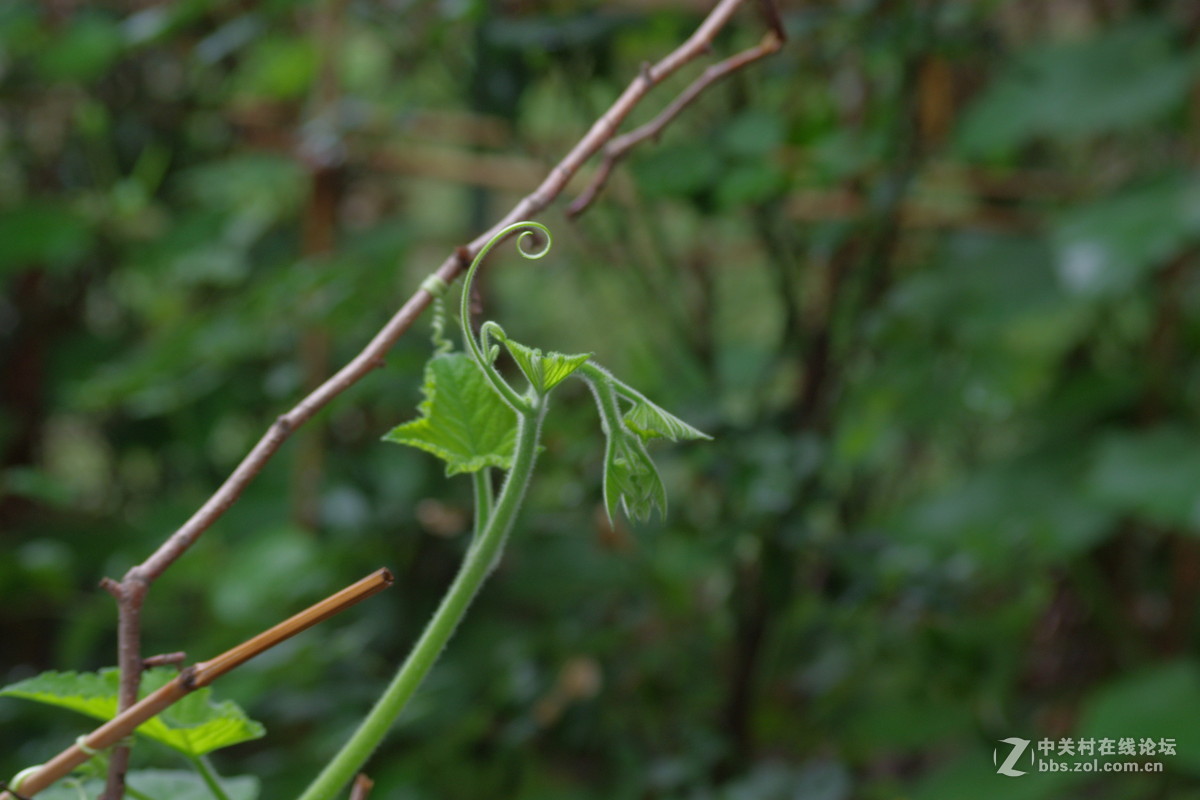 绿色植物吐新芽