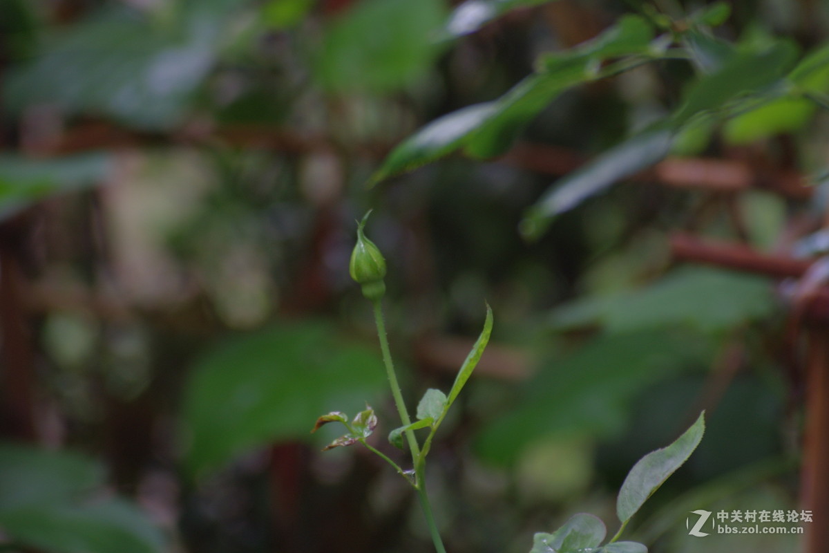 绿色植物吐新芽
