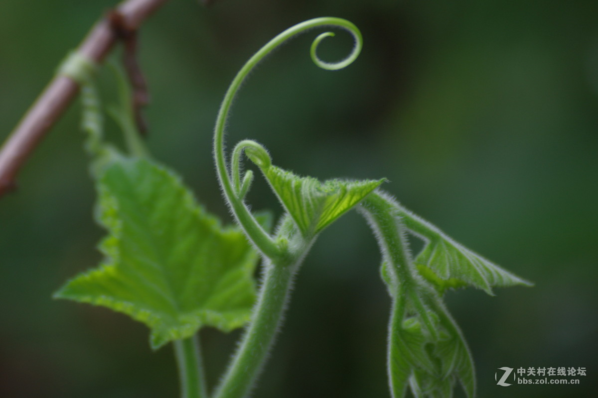 绿色植物吐新芽
