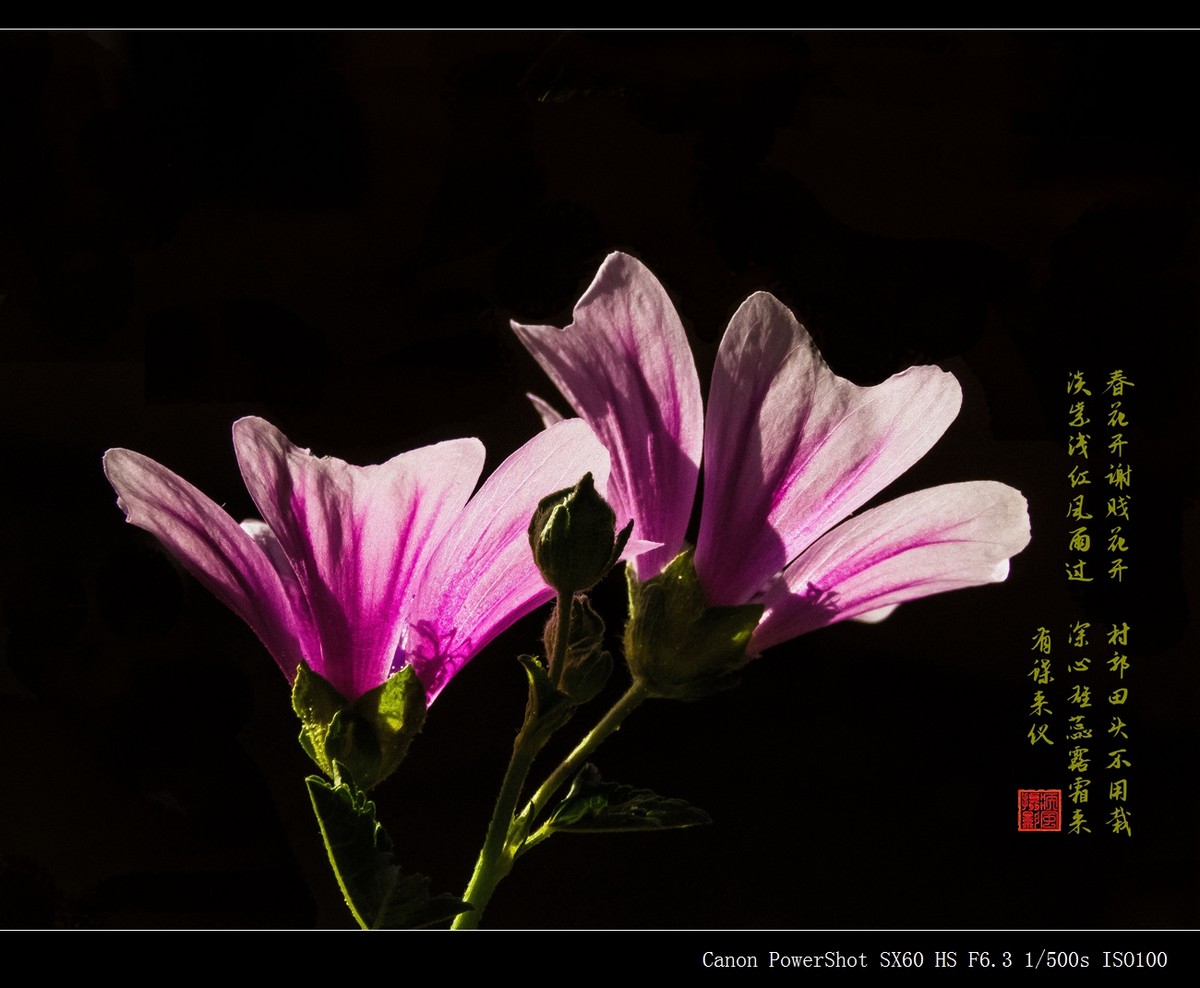 锦葵花