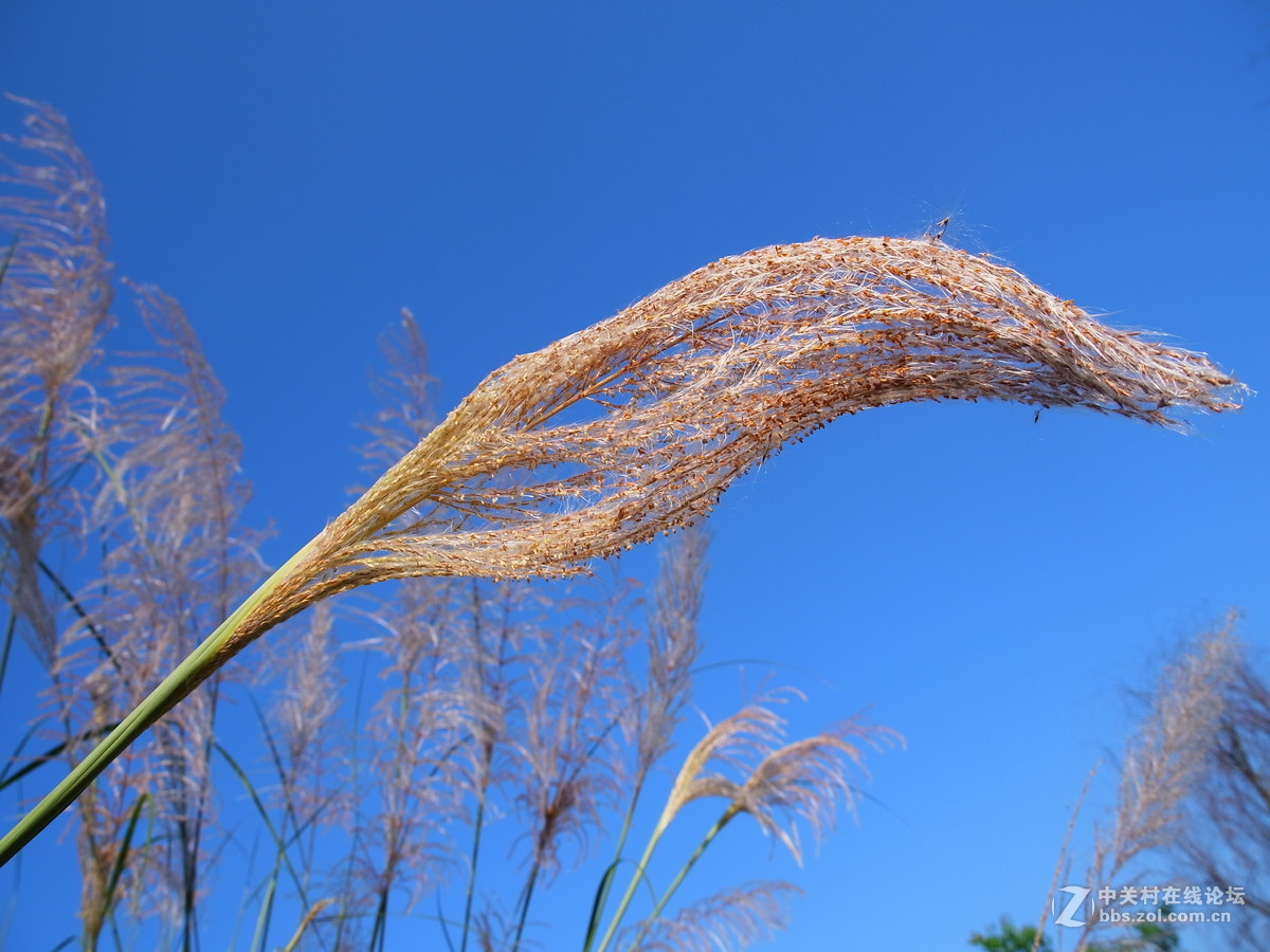 蓝天下的芦苇