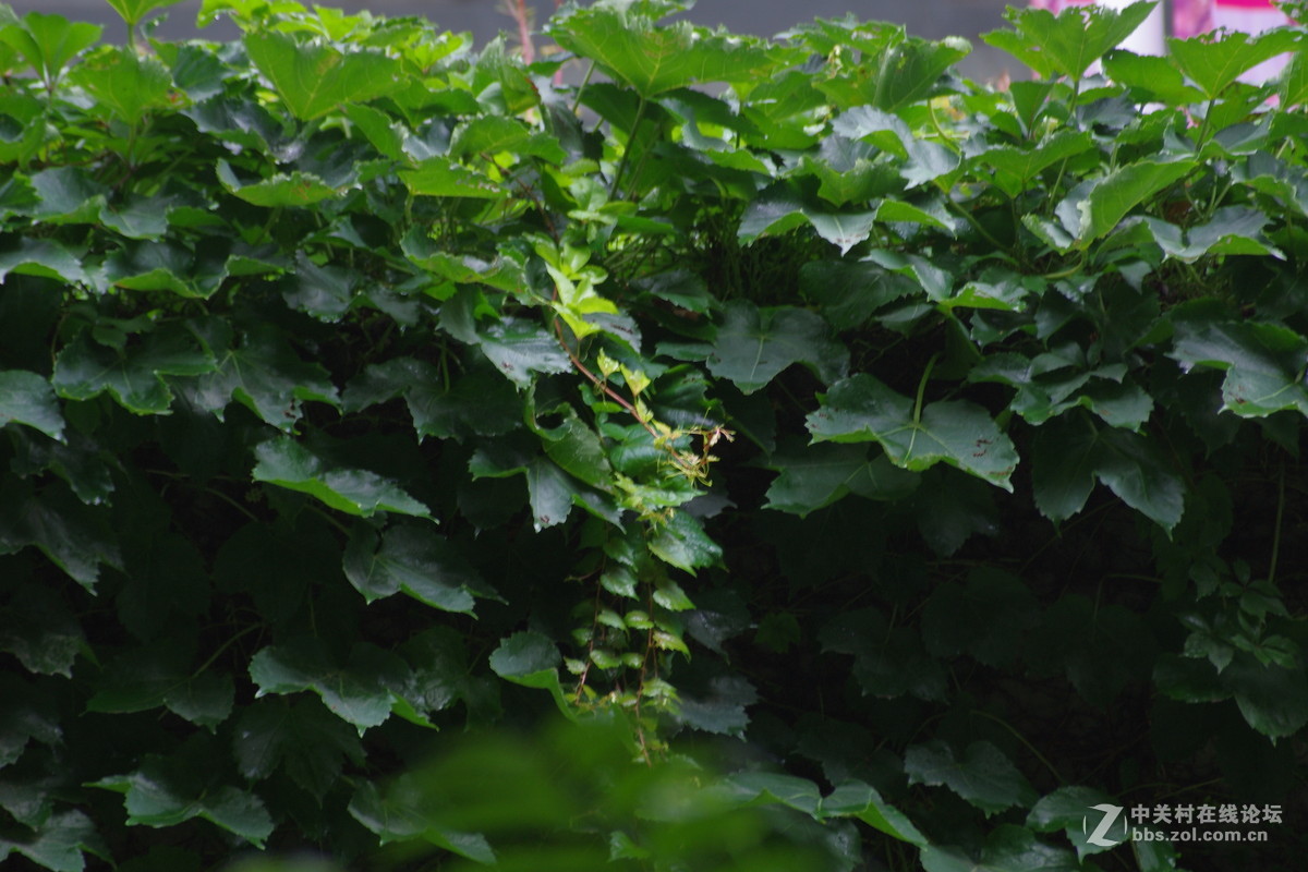 绿色植物吐新芽