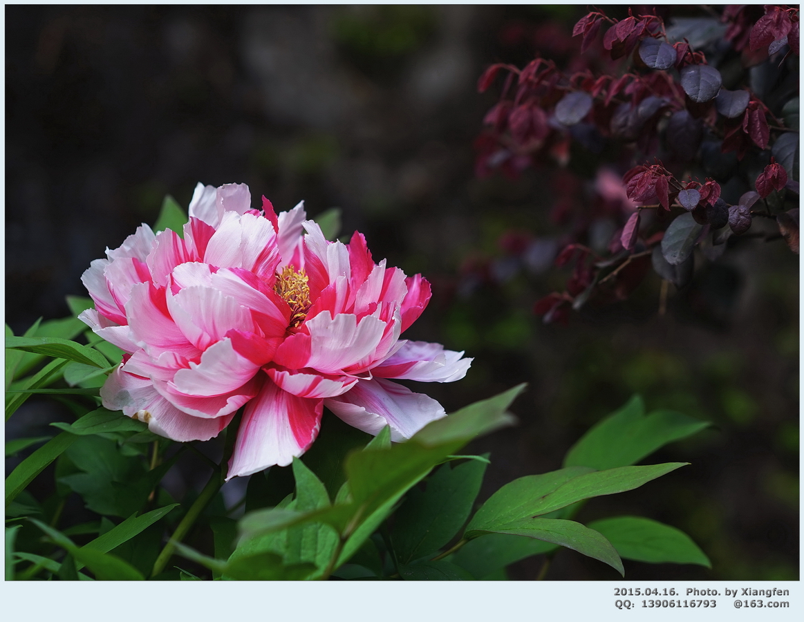 【  雍容  华贵  富态  of  the  Peony  】