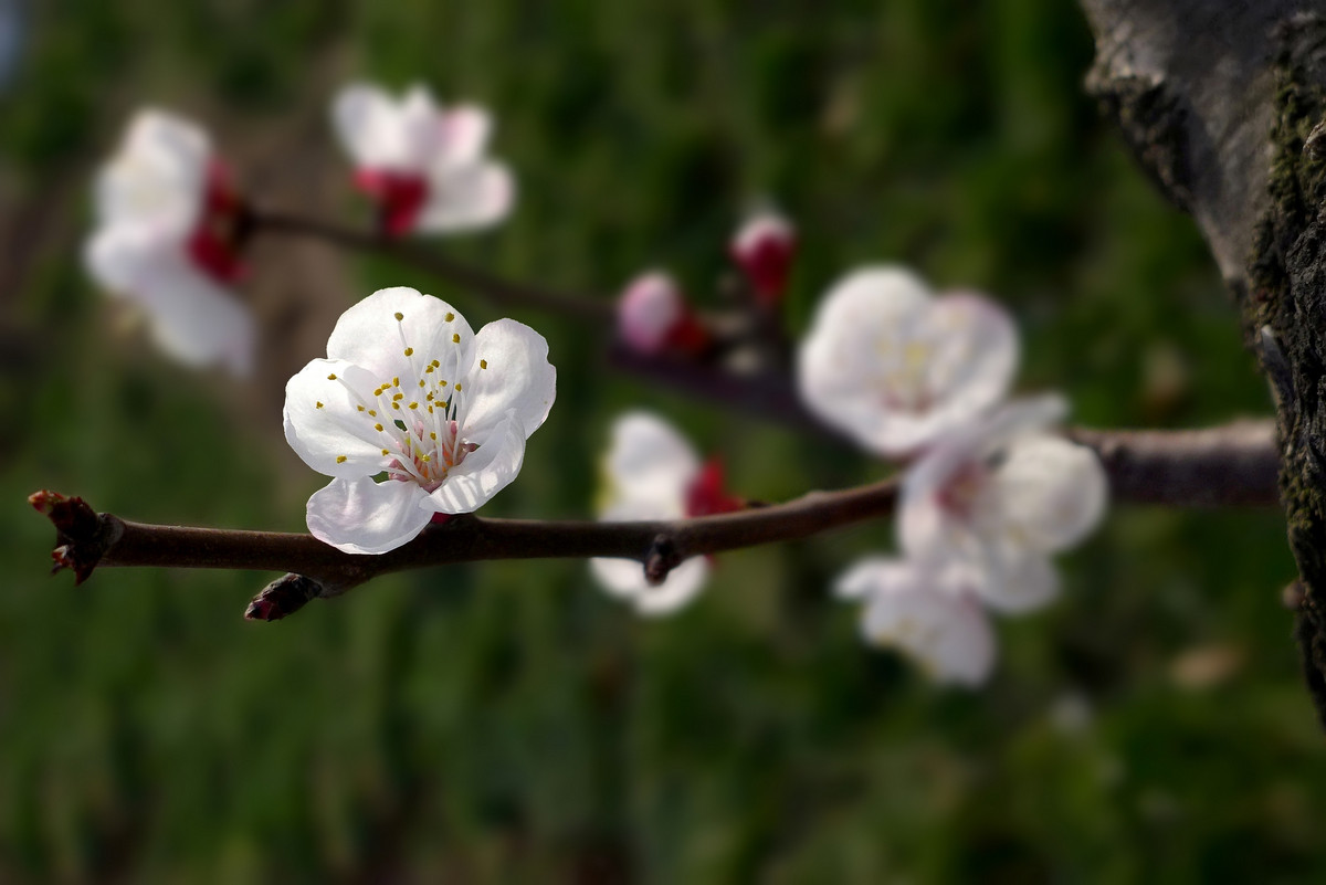 春花争艳