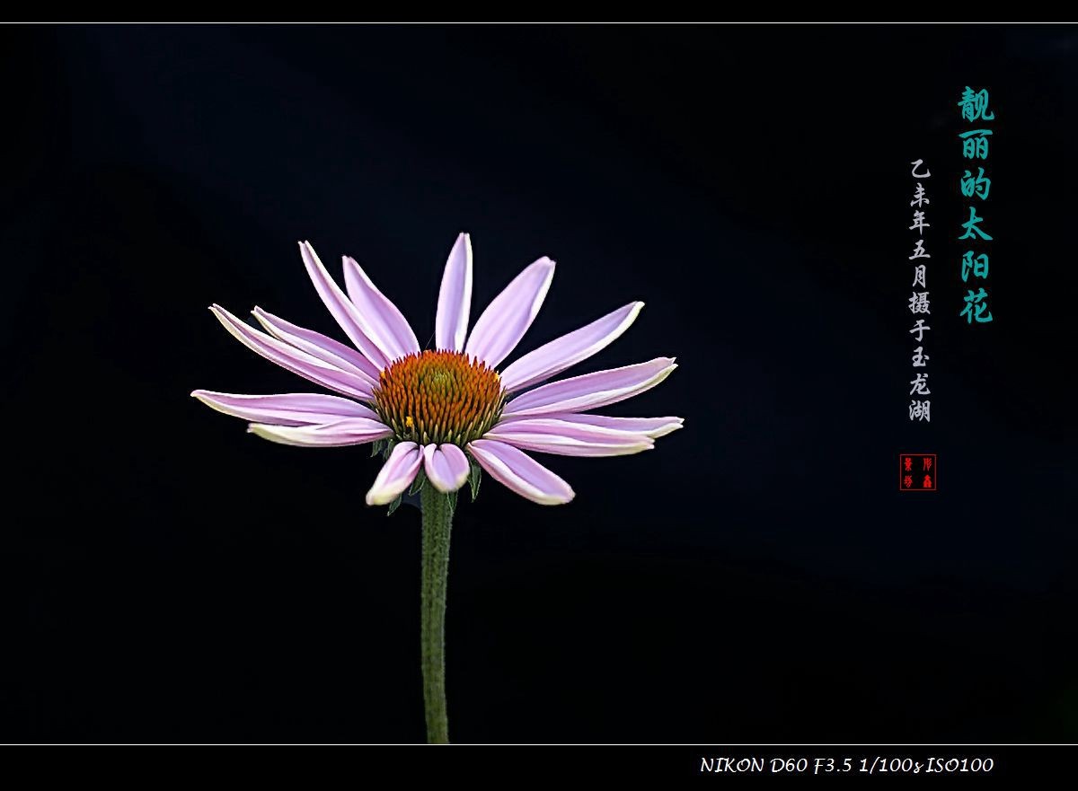 怡人的太阳花