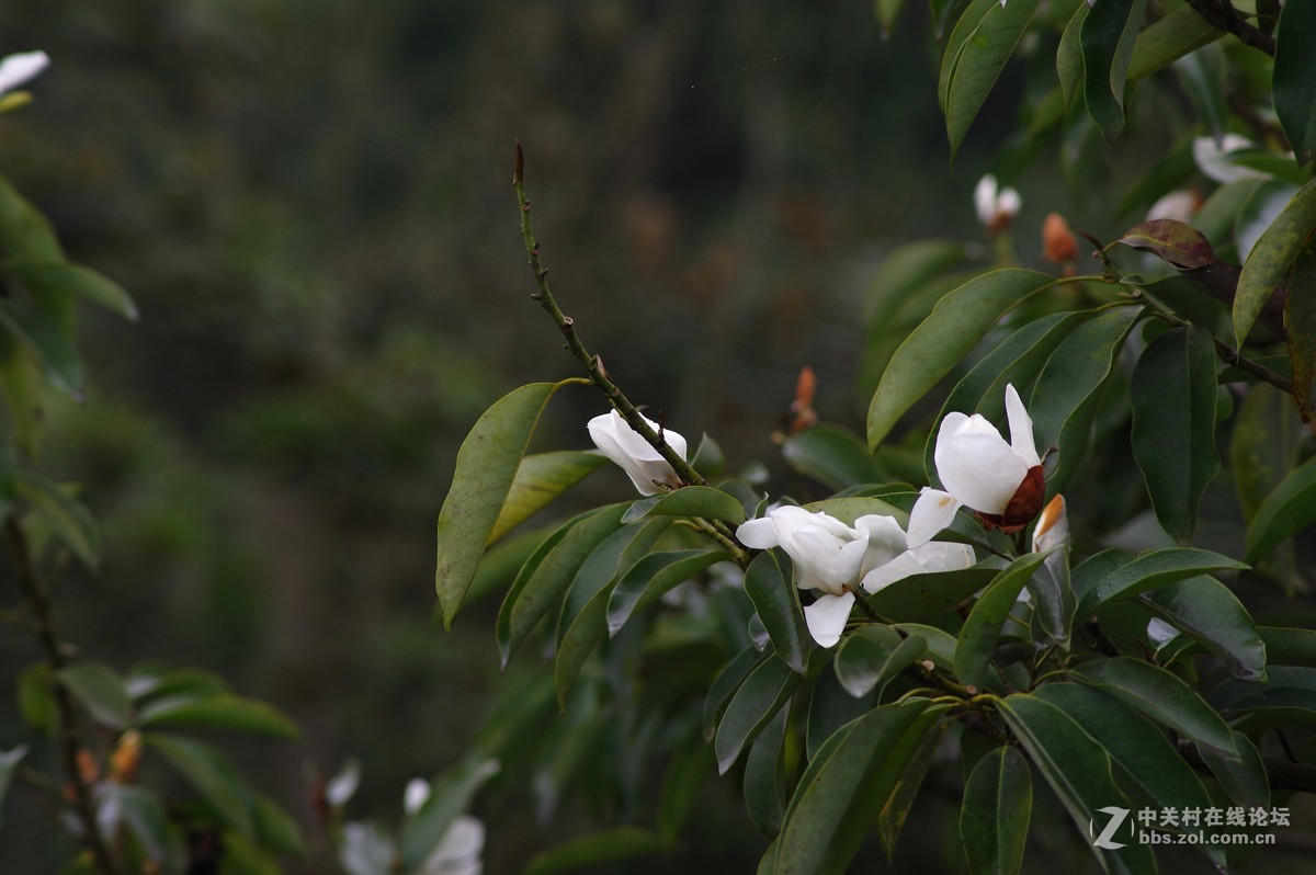 好久没来了，回来看看在大家。在园博园厚着脸皮抓拍几张，望大家多多指点。