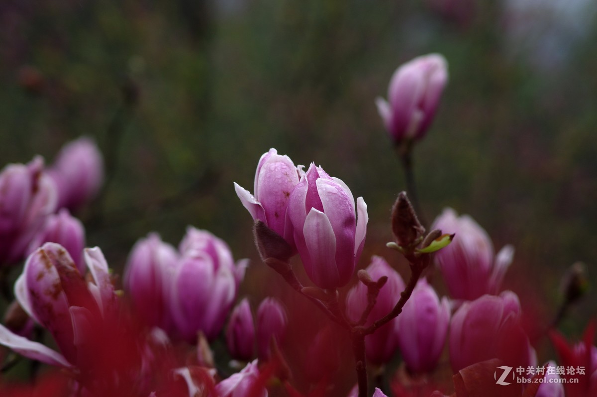 好久没来了，回来看看在大家。在园博园厚着脸皮抓拍几张，望大家多多指点。
