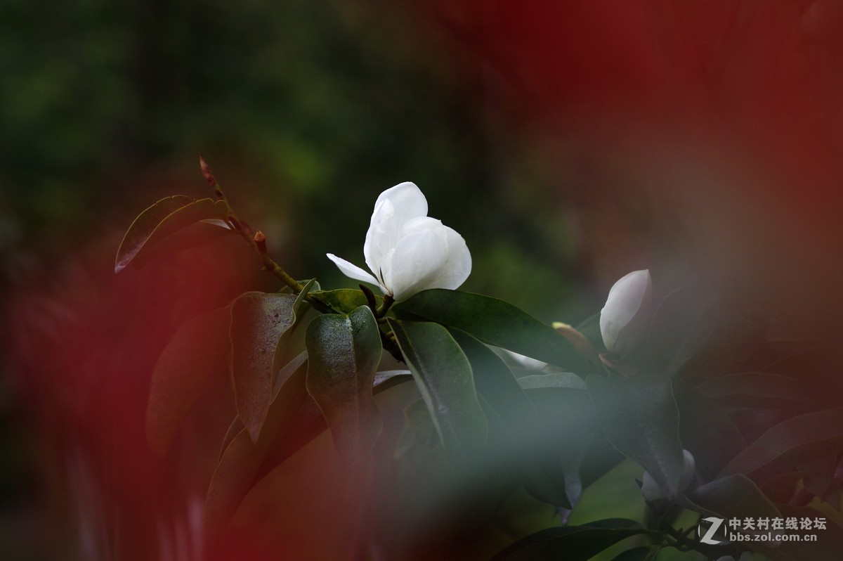 好久没来了，回来看看在大家。在园博园厚着脸皮抓拍几张，望大家多多指点。