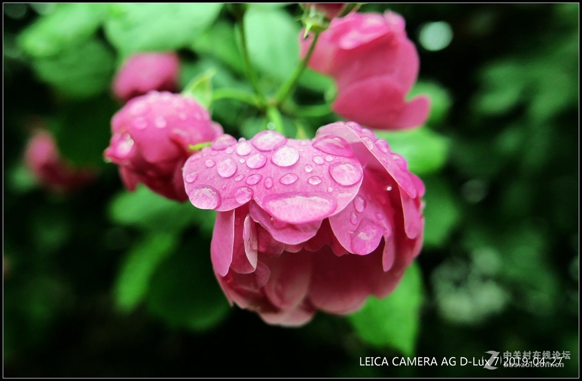 雨中花更嬌豔