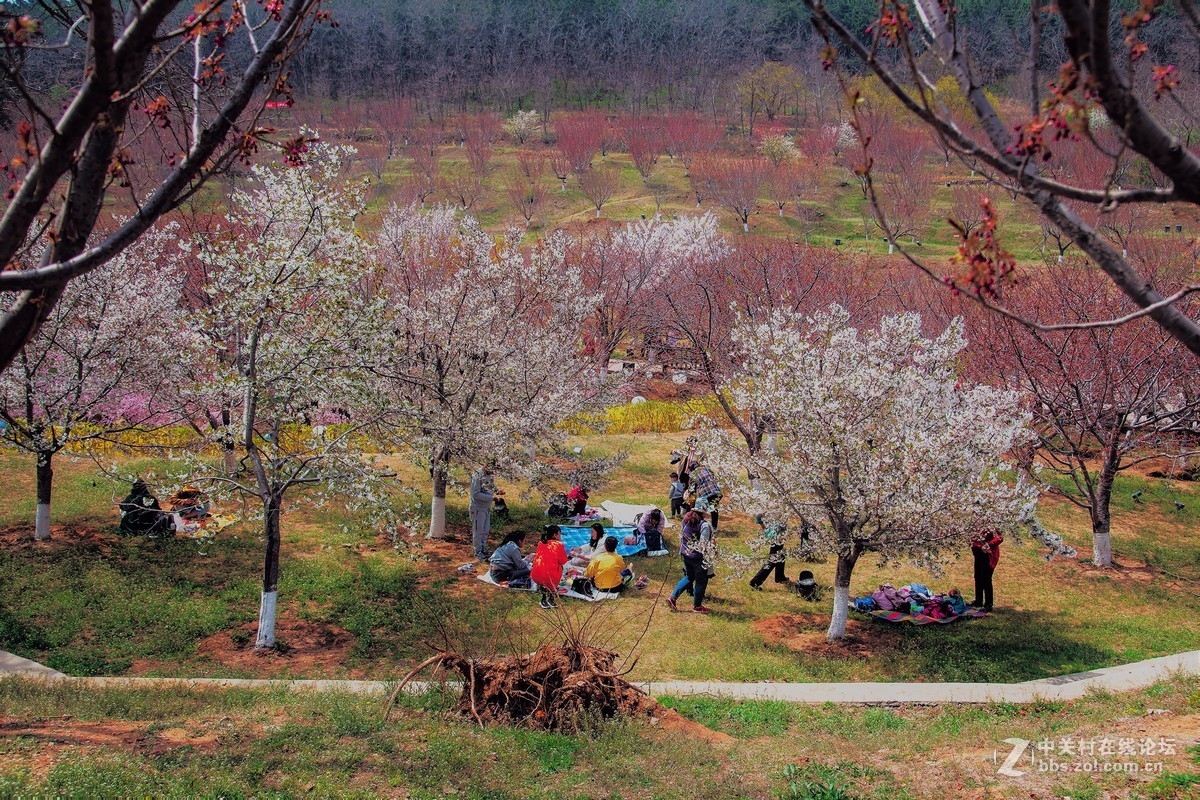 旅顺二〇三樱花园——樱花盛开的地方