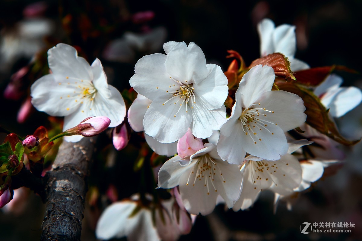 旅顺二〇三樱花园——樱花盛开的地方