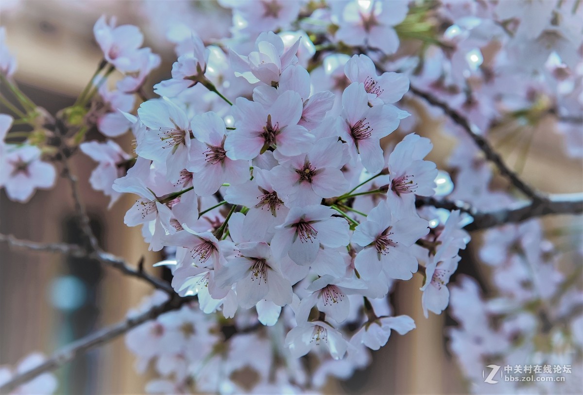旅顺二〇三樱花园——樱花盛开的地方