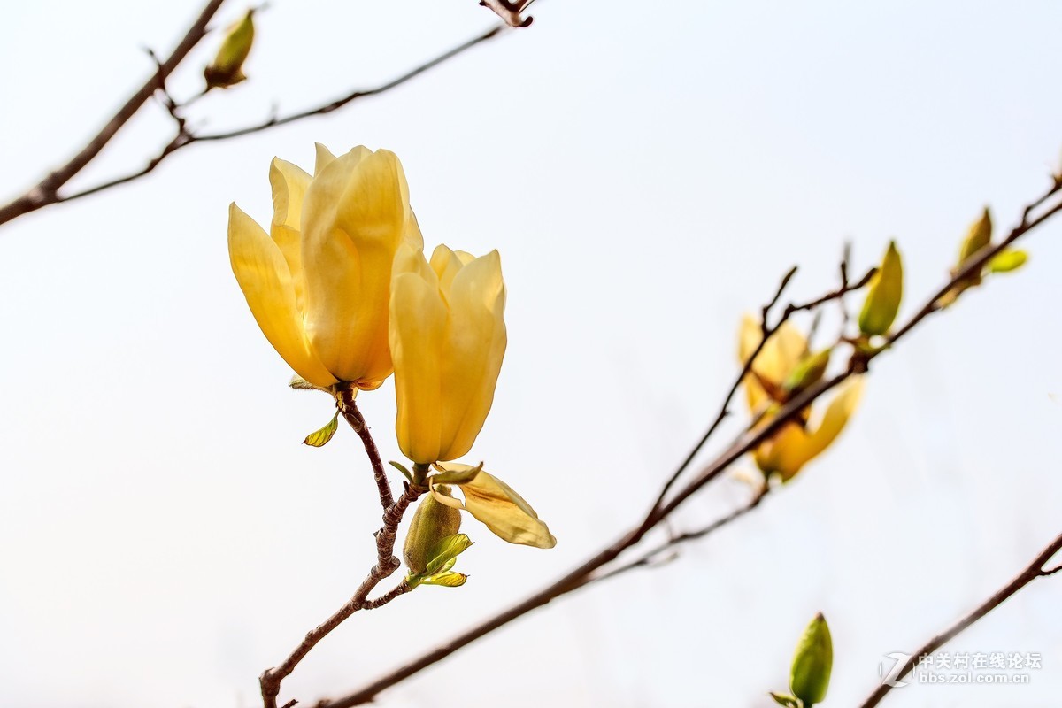 旅顺二〇三樱花园——樱花盛开的地方