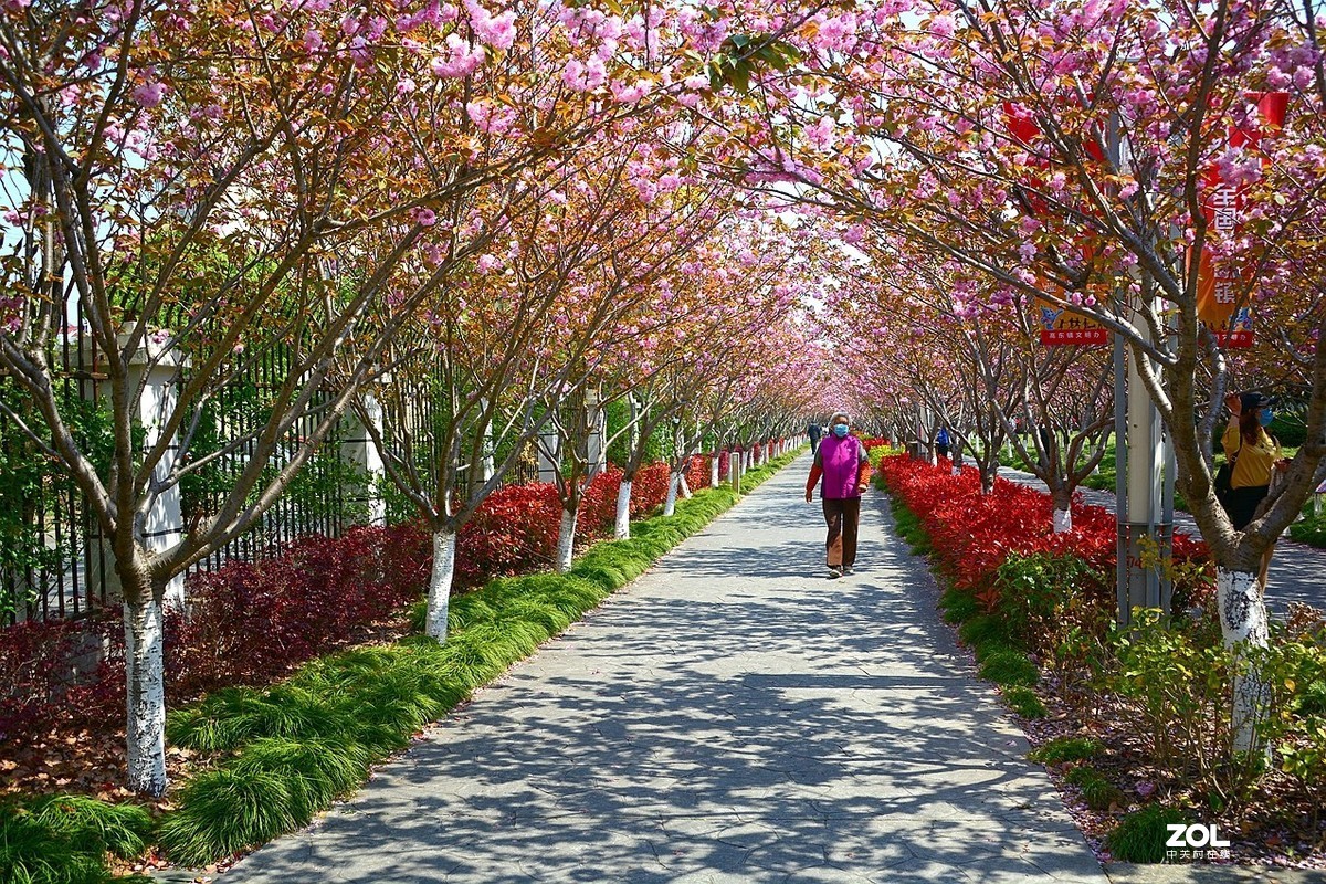 上海高桥樱花长廊2