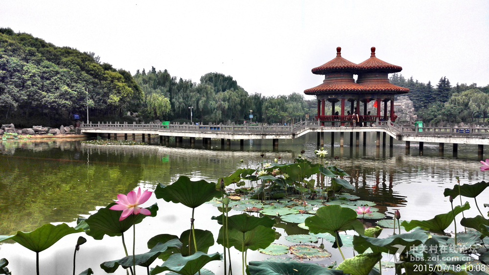 洛阳国花园夏日荷影【华为荣耀6】