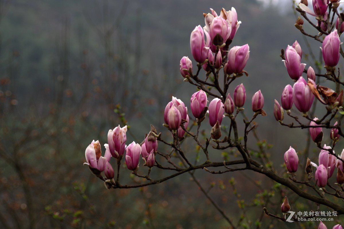 好久没来了，回来看看在大家。在园博园厚着脸皮抓拍几张，望大家多多指点。
