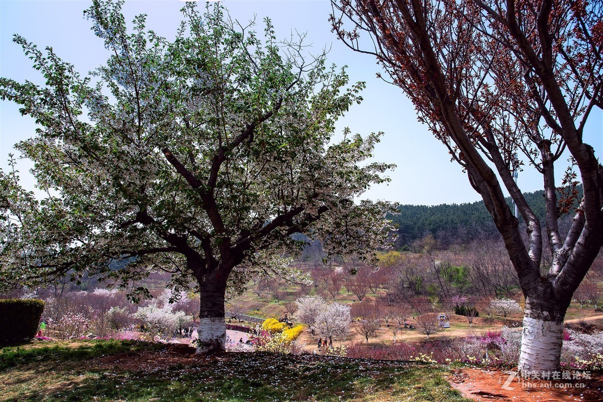 旅顺二〇三樱花园——樱花盛开的地方