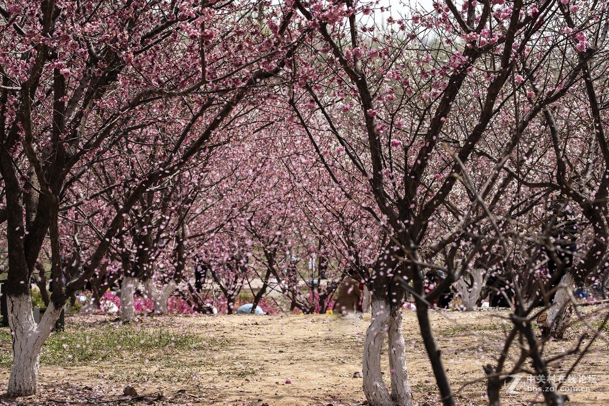旅顺二〇三樱花园——樱花盛开的地方