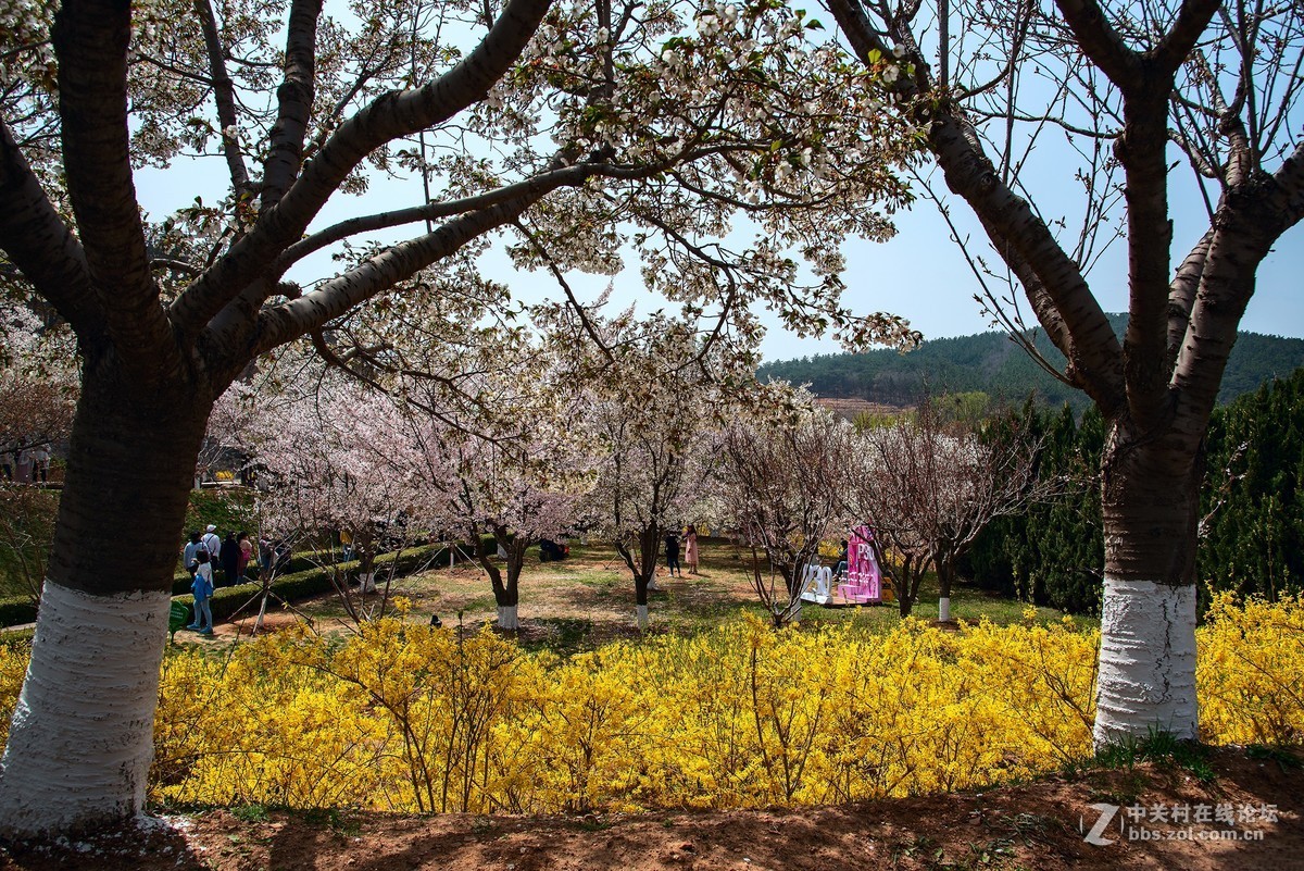 旅顺二〇三樱花园——樱花盛开的地方