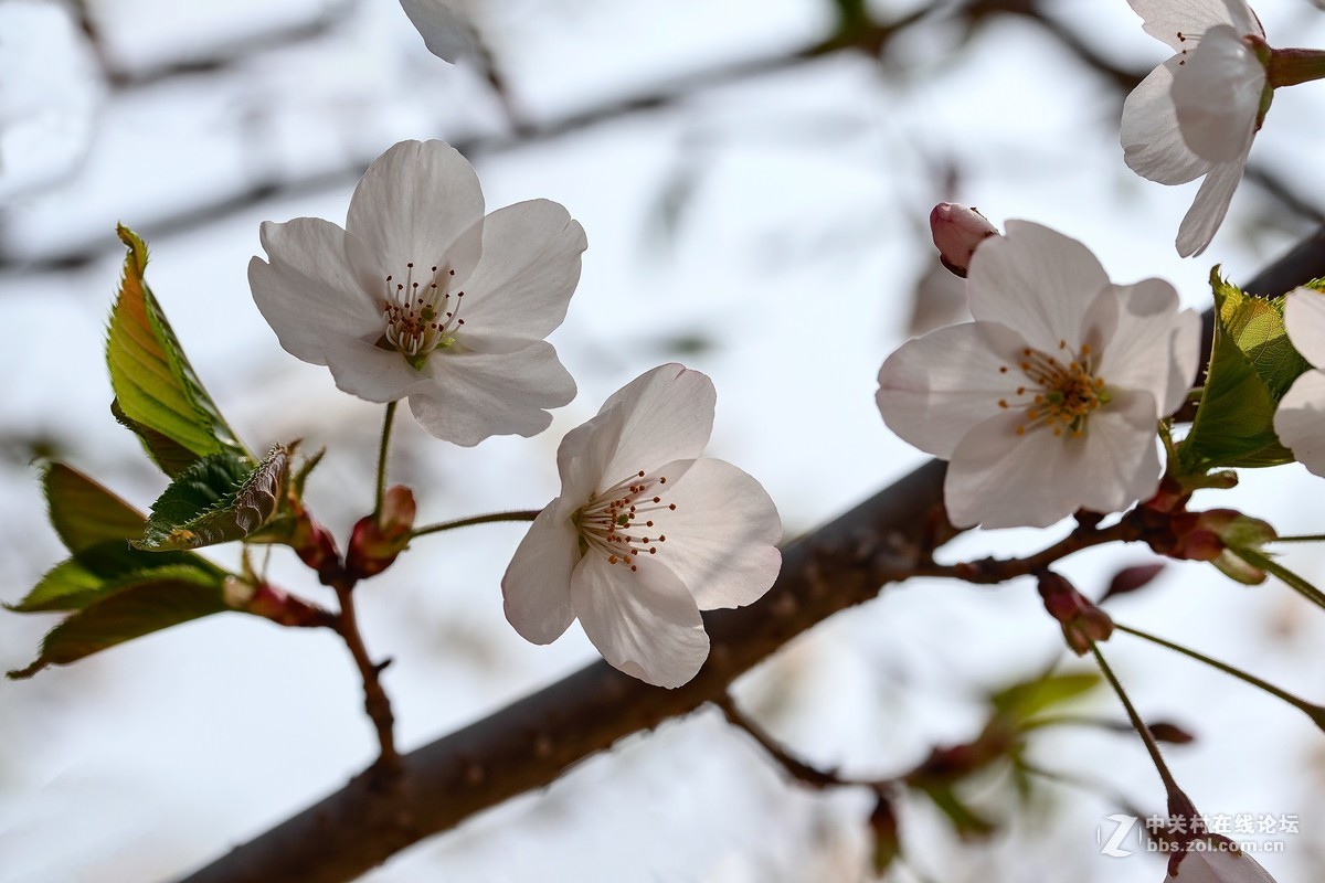 旅顺二〇三樱花园——樱花盛开的地方