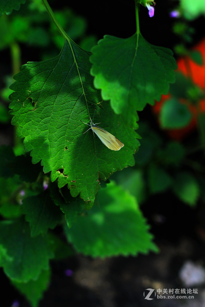 雜到不能再雜50定組圖