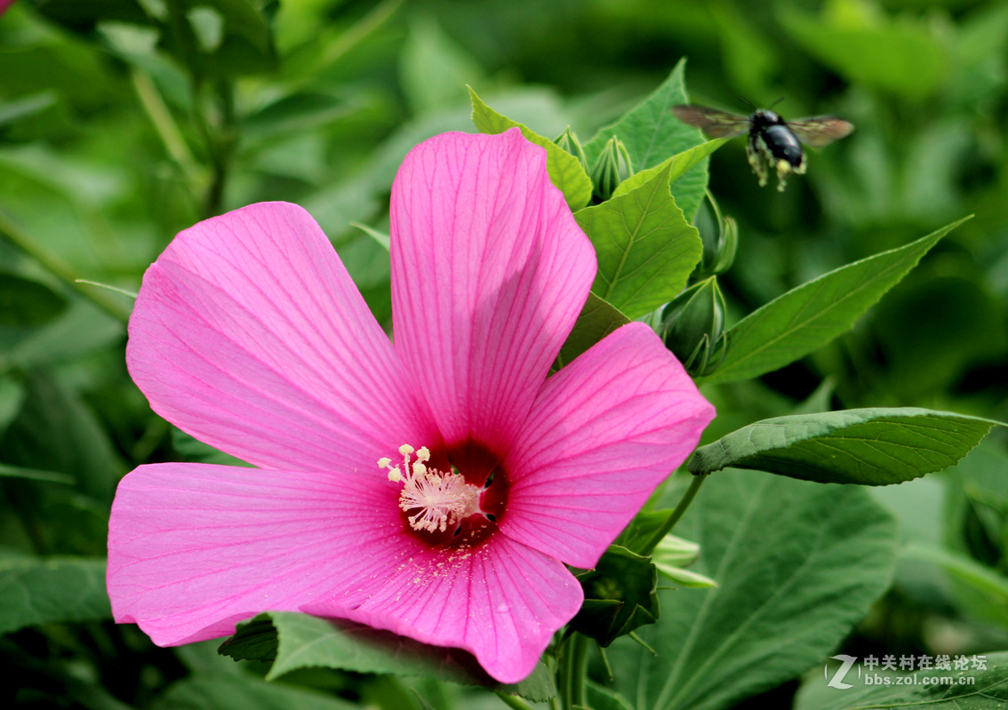 大花扶桑与土蜂（1）