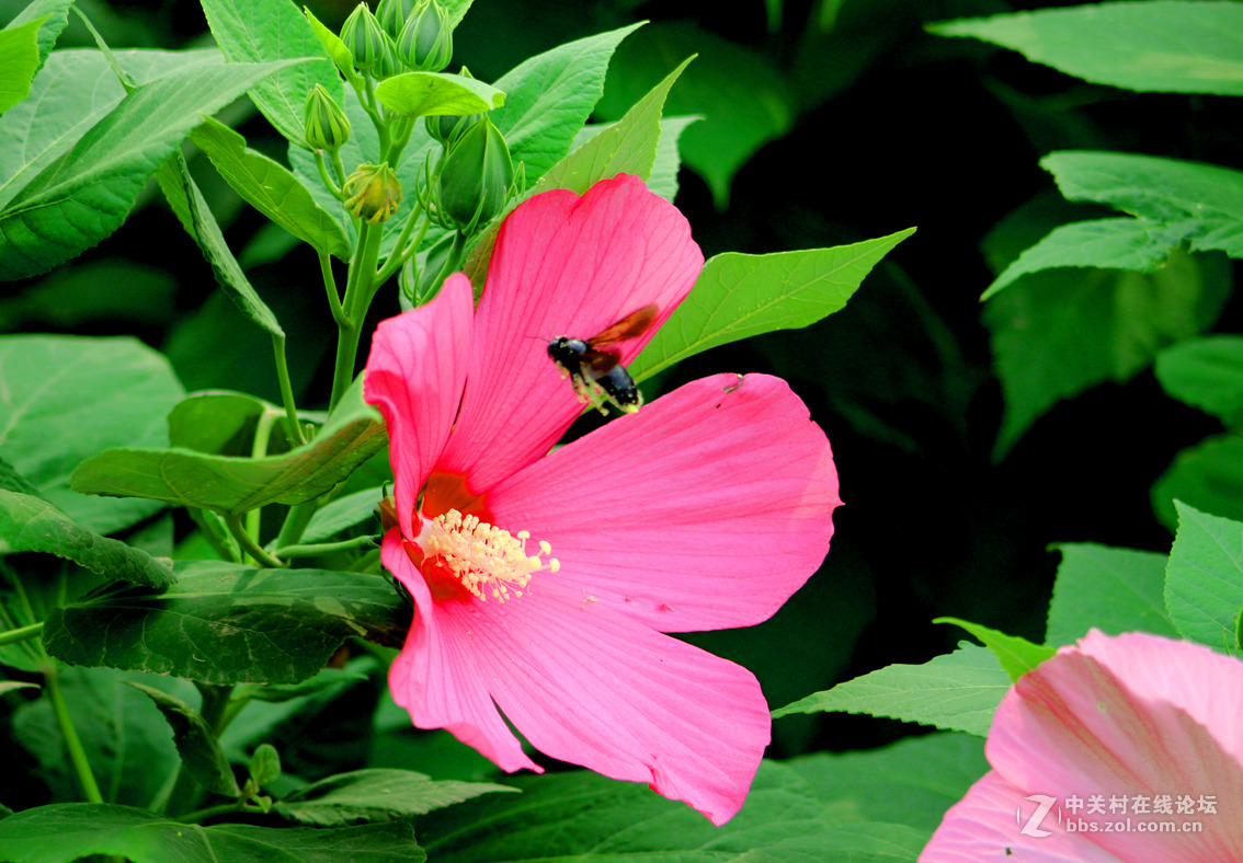 大花扶桑与土蜂（1）