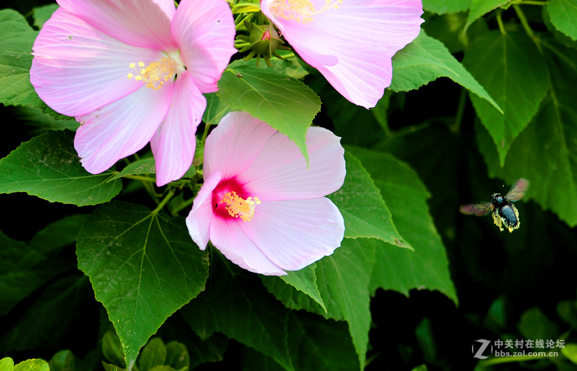 大花扶桑与土蜂（1）