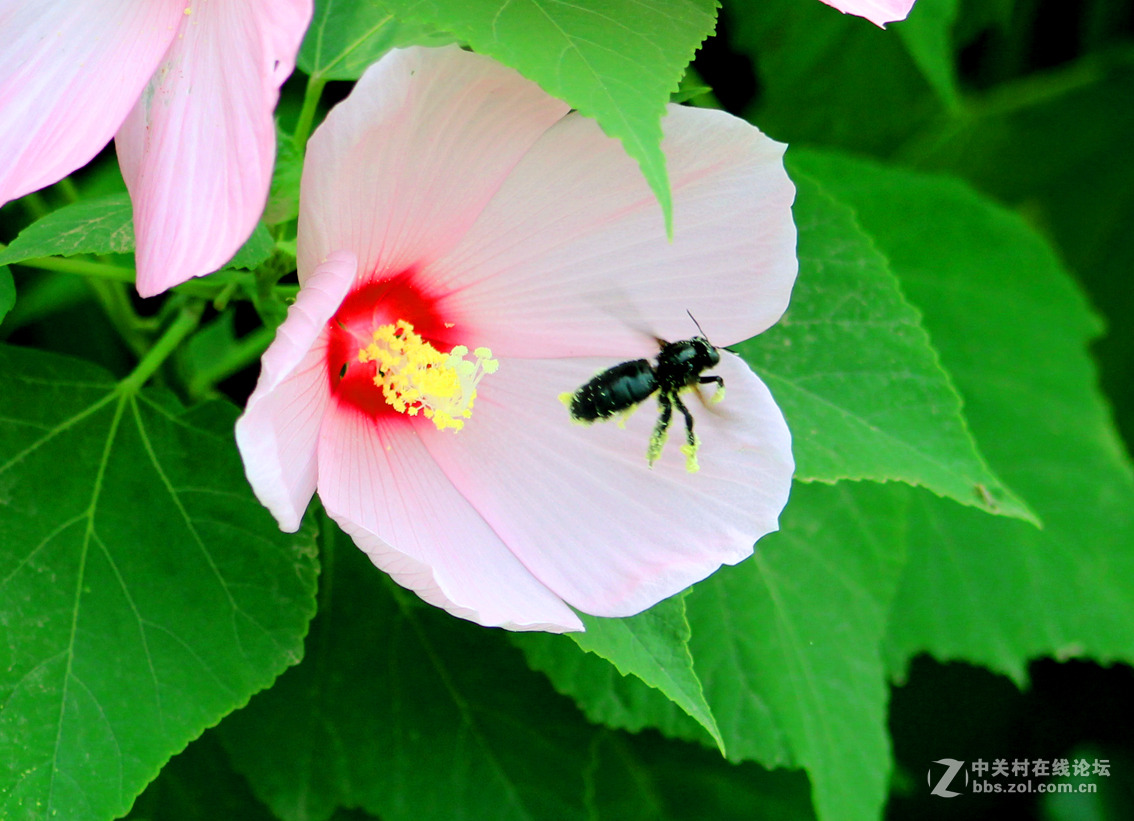 大花扶桑与土蜂（1）