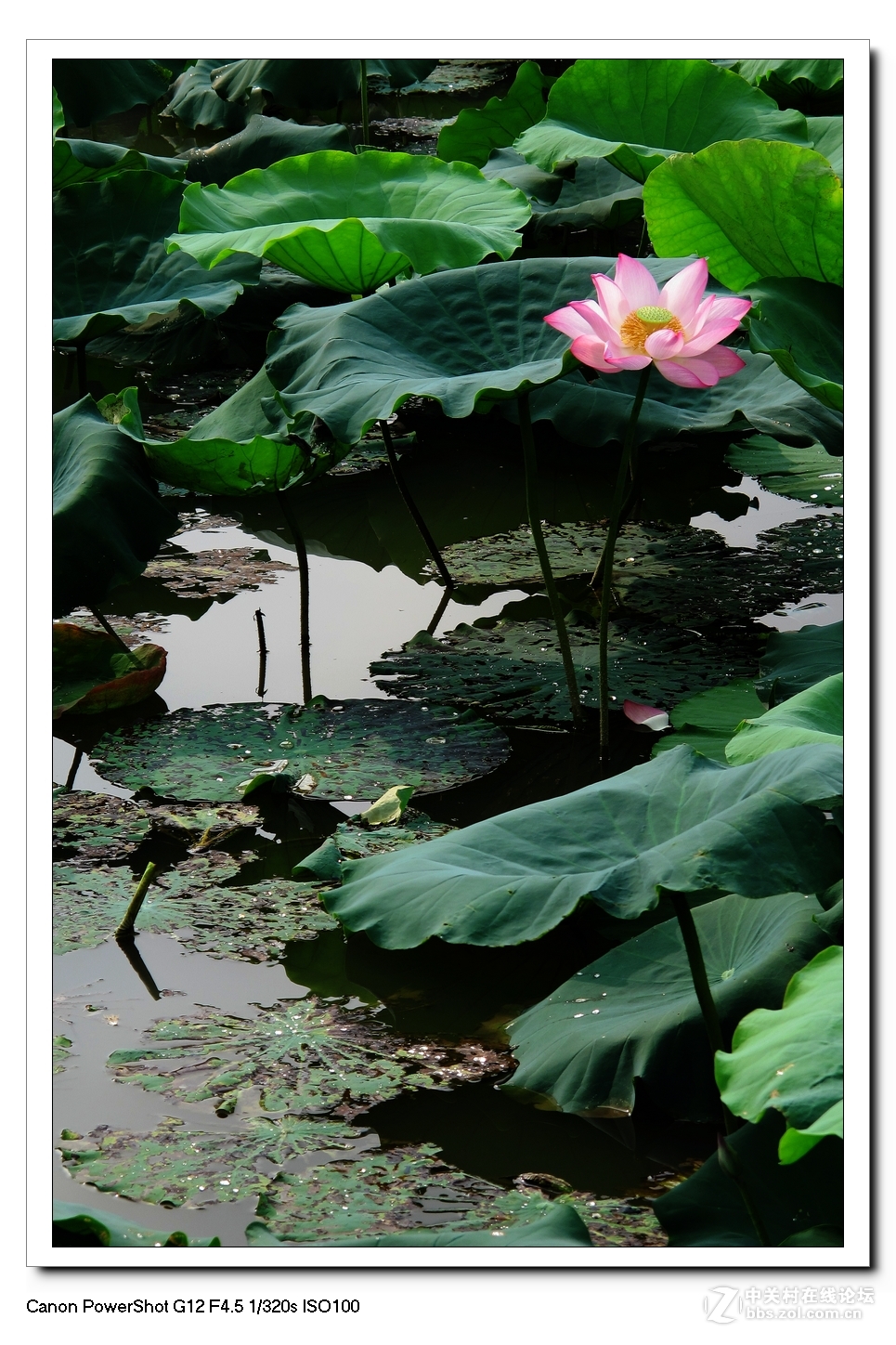 G12---荷塘影像。
