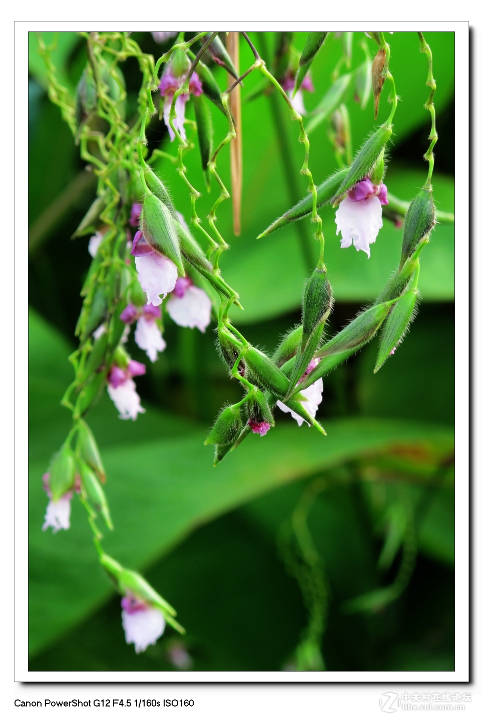 G12---荷塘影像。