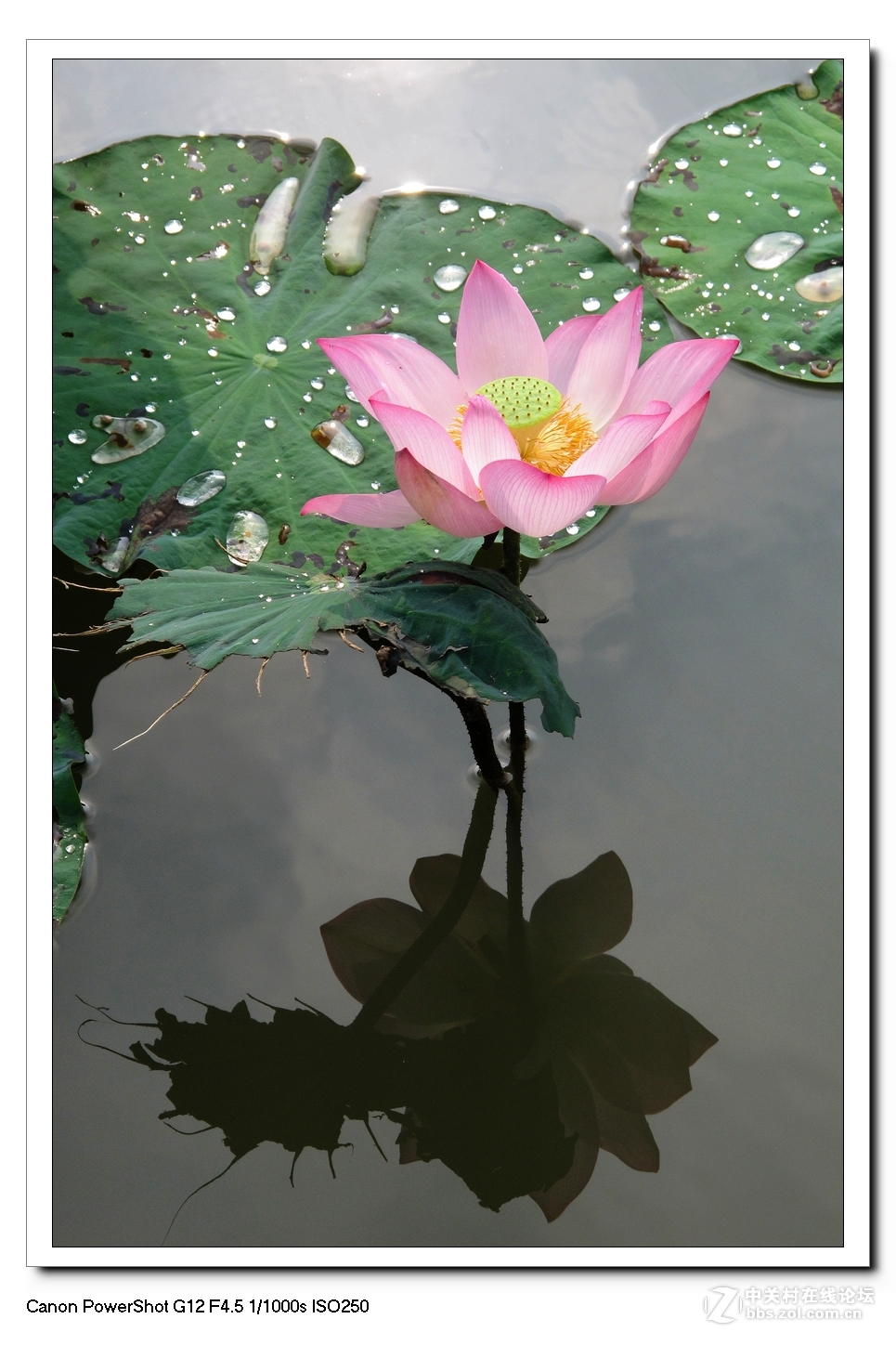 G12---荷塘影像。