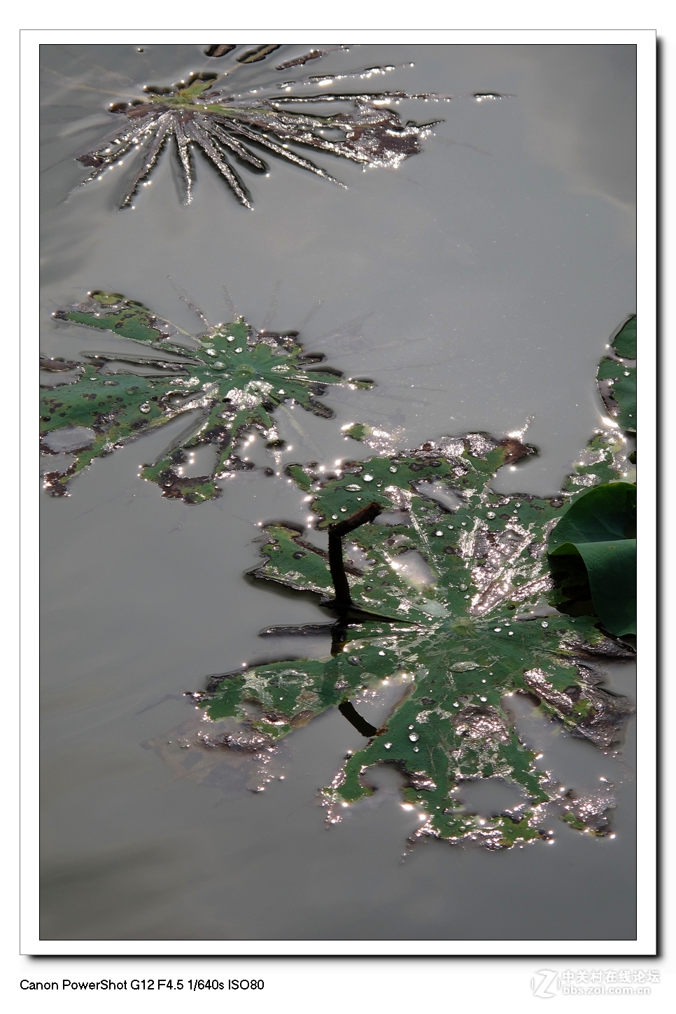 G12---荷塘影像。
