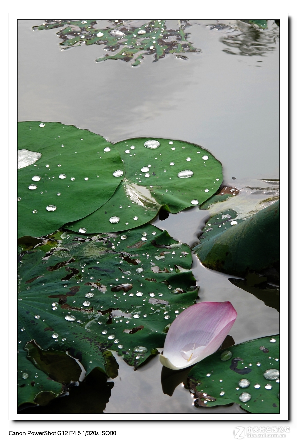 G12---荷塘影像。