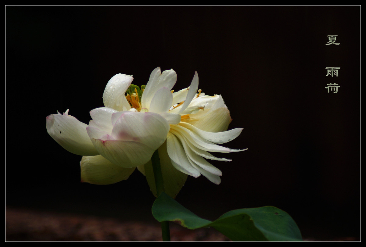 又是一年荷花开