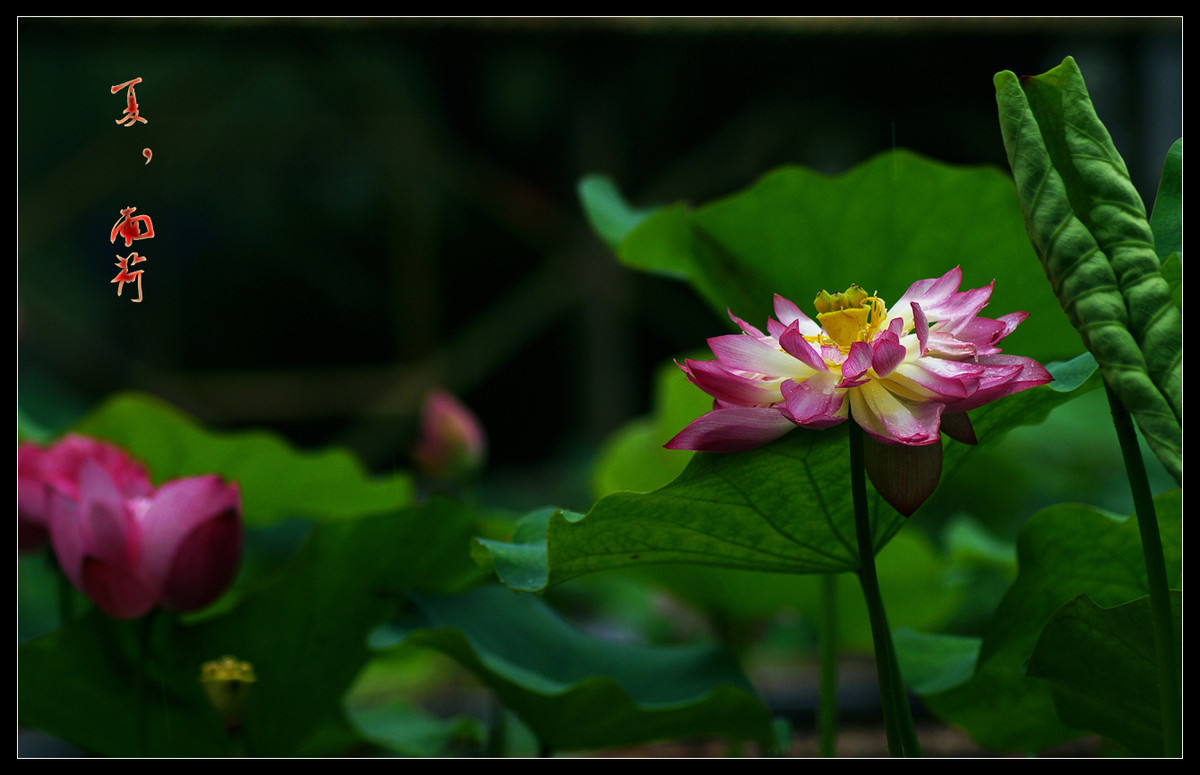 又是一年荷花开