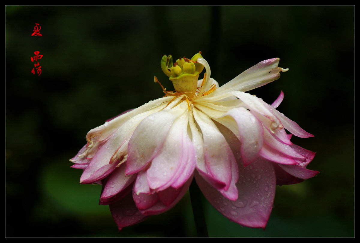 又是一年荷花开