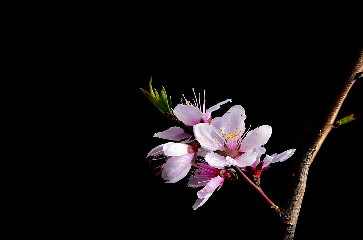 #尼康花卉作品赏析#【桃花】 （老阿推荐）