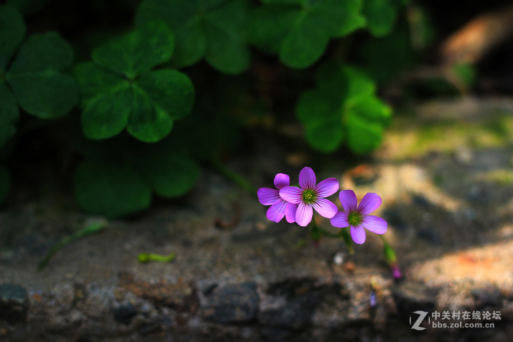 雜到不能再雜50定組圖