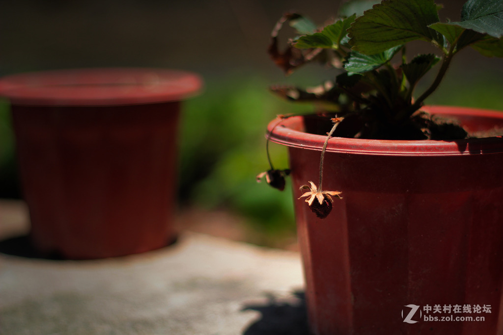 雜到不能再雜50定組圖