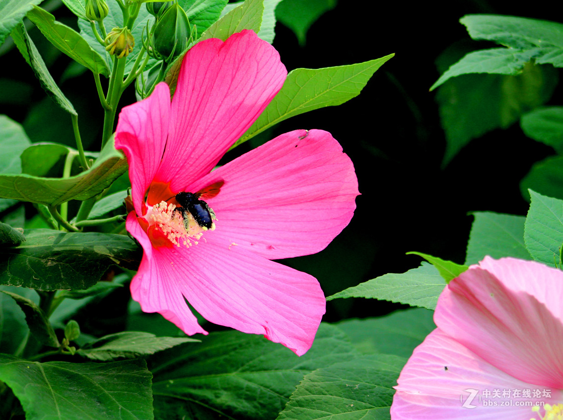 大花扶桑与土蜂（1）