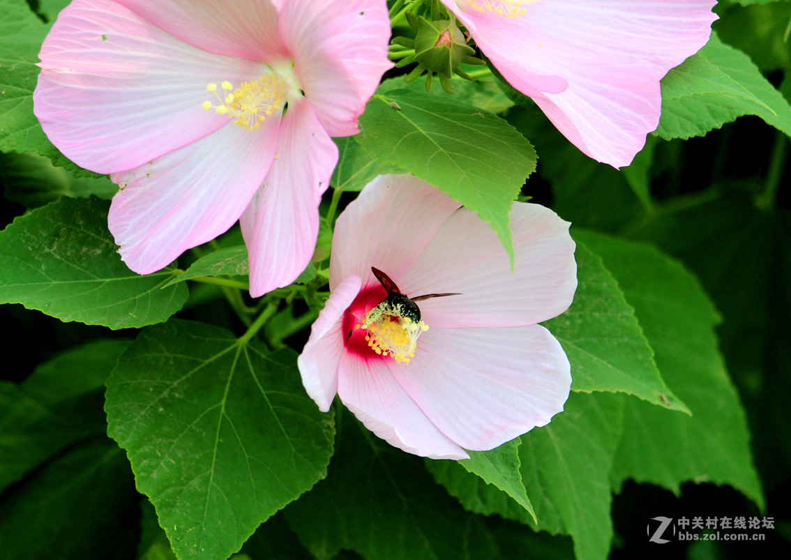 大花扶桑与土蜂（1）