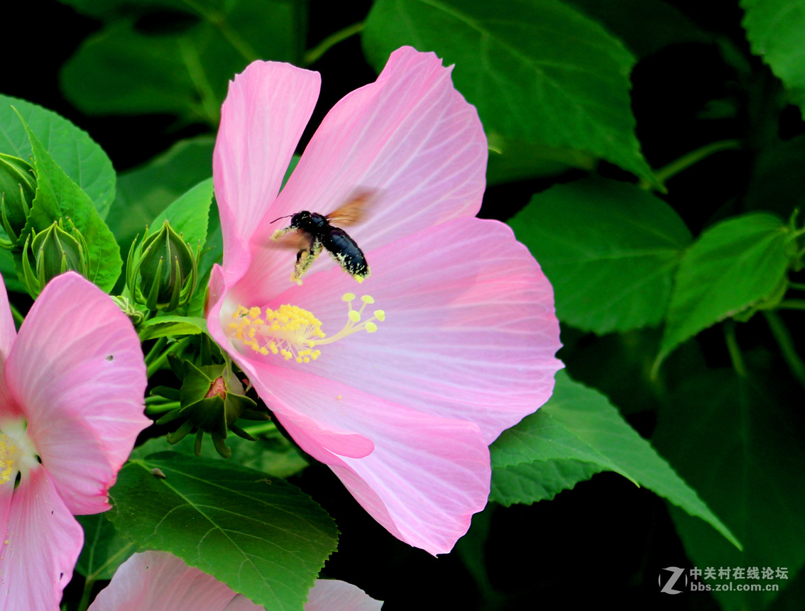 大花扶桑与土蜂（1）