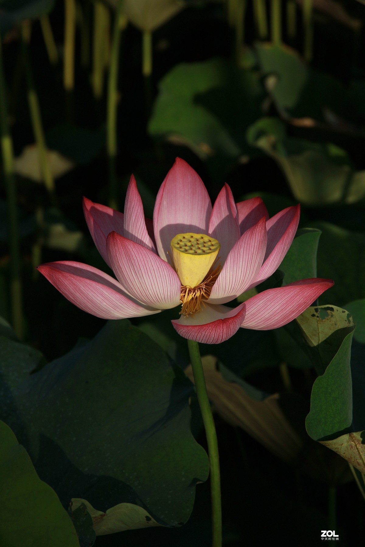 荷花