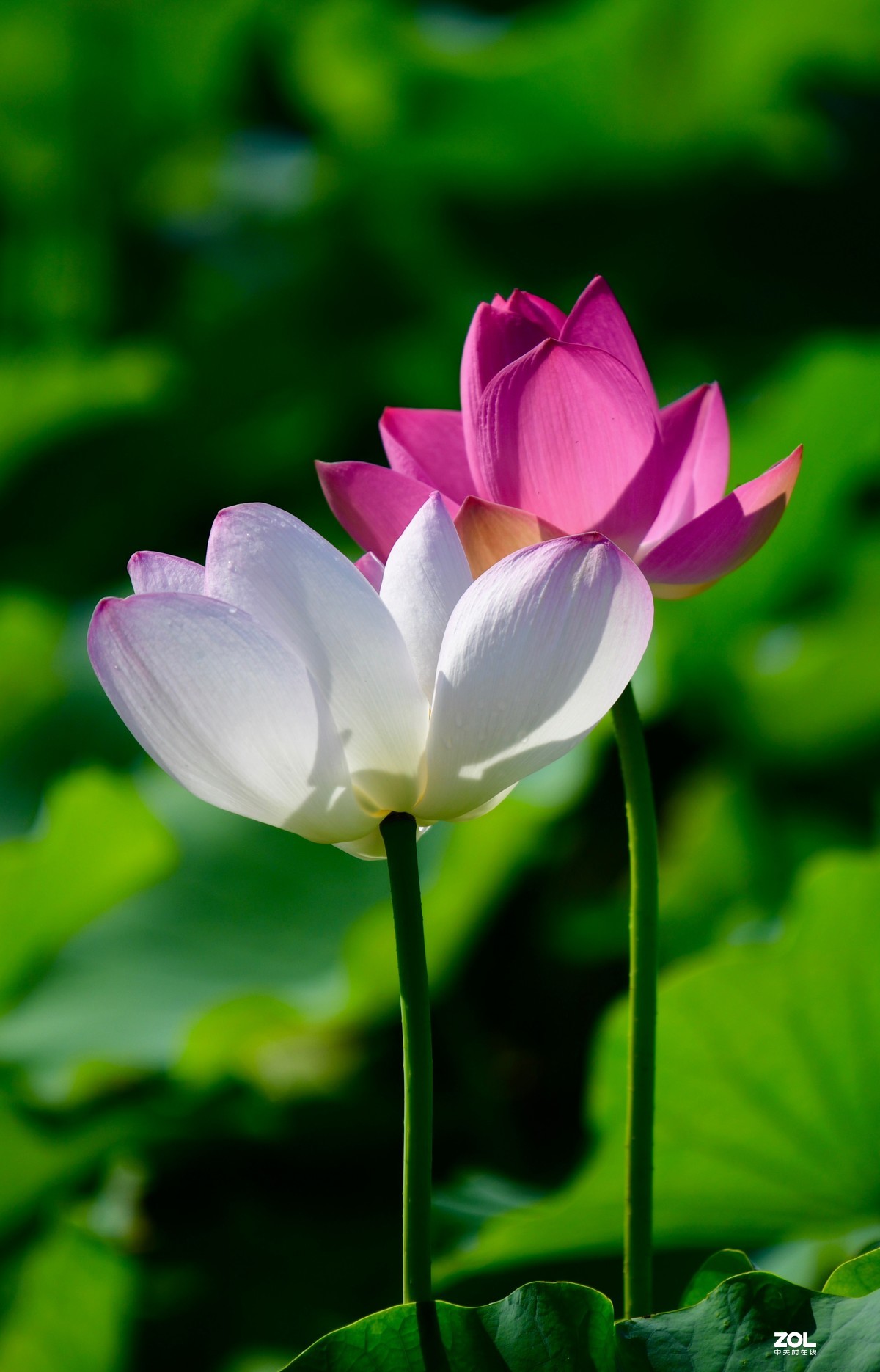 尼康850+腾龙70-200 G2拍荷花