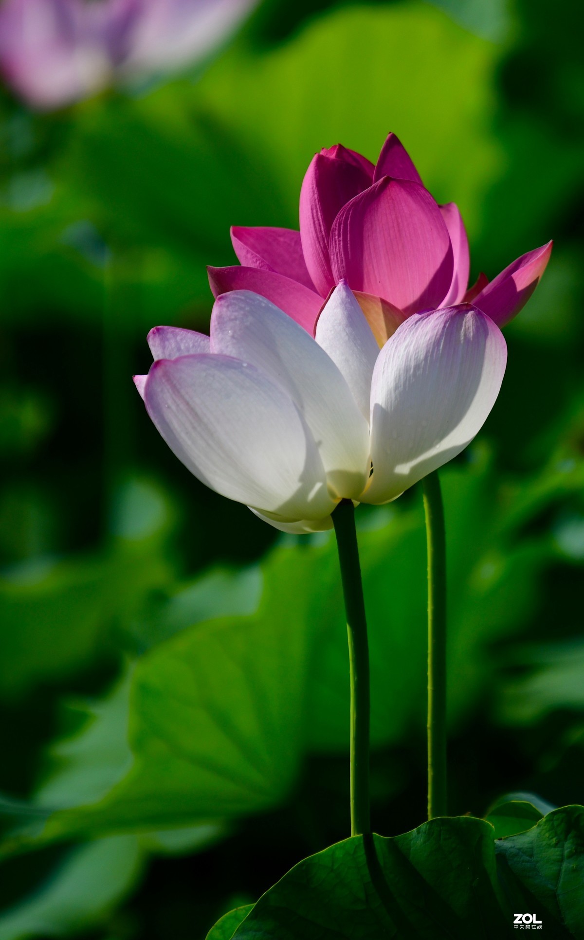 尼康850+腾龙70-200 G2拍荷花