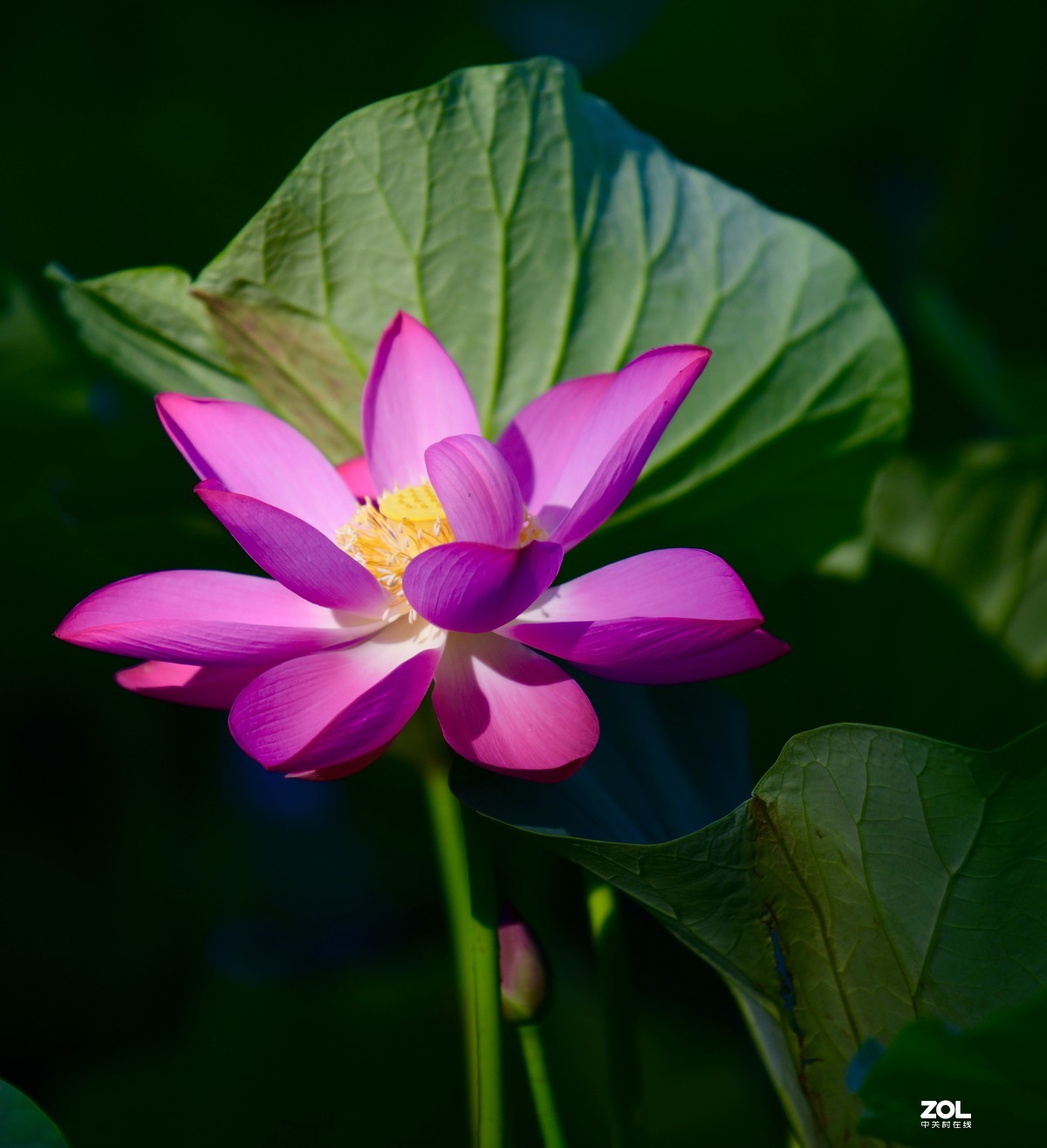 尼康850+腾龙70-200 G2拍荷花